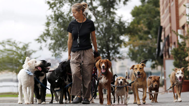 Dog Walking Jobs Now Hiring in QueensQuay and Harbourfront Downtown Toronto
