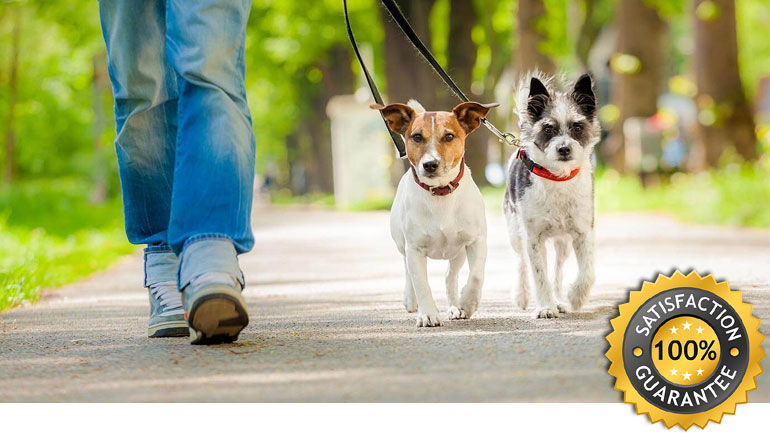 Dog Walking in Queens Quay and Yonge Street, Dog Walker Queens Quay, Dog Walker in Harbourfront Toronto,