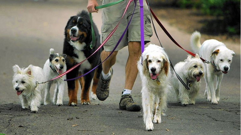 Dog Walking Group Walks
          Services in Queensquay and Harbourfront in Downtown Toronto