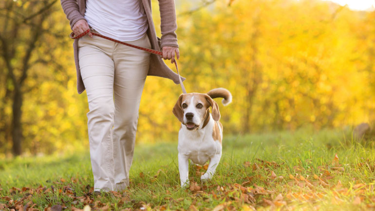 Dog Walking Private Walks
          Services in Queensquay and Harbourfront in Downtown Toronto