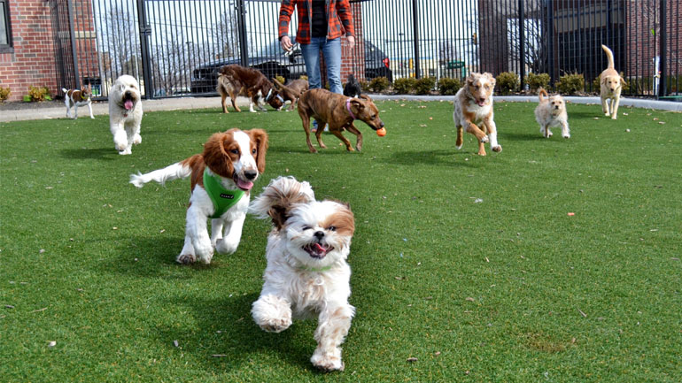 Dog Caretaking and Condo Visits in QueensQuay and Harbourfront Downtown Toronto